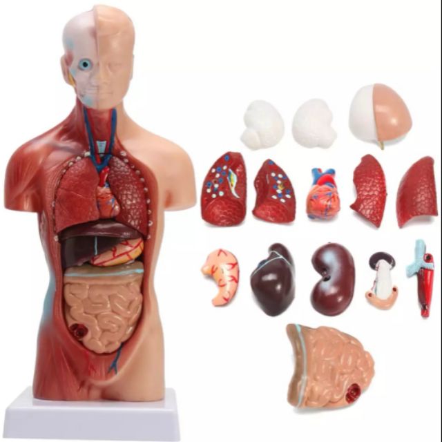Anatomy Puzzle 19pcs  (28cm)
